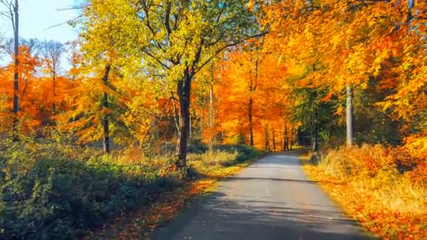 Caminhando Floresta Outono Dia Ensolarado Ultra Alta Definição Ultra Uhd — Vídeo de Stock
