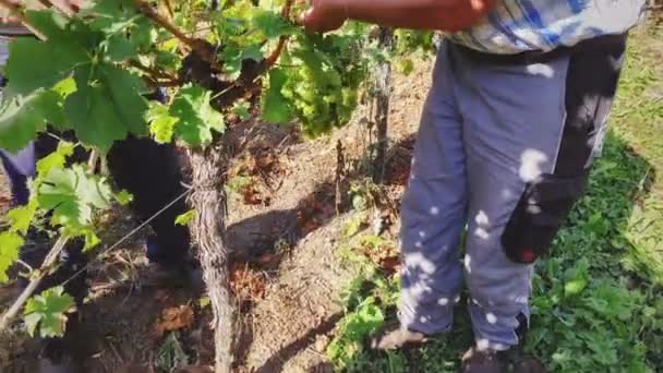 ワインの収穫 古い農家の手はブドウの枝を切断 — ストック動画