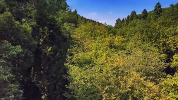 Utsikt Över Flyg Skogen Natur Bakgrund — Stockvideo