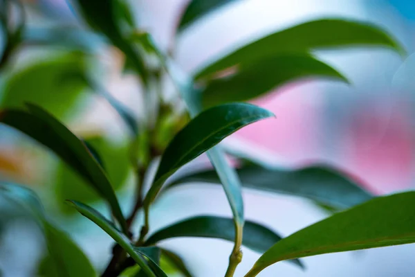 Macro photo of vivid bright and colorful green plant — Stock Photo, Image