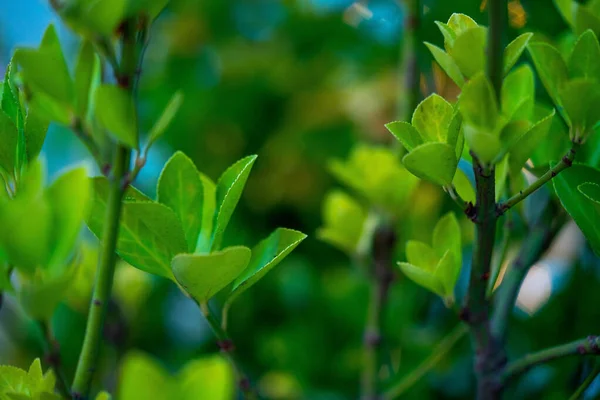 Macro photo of vivid bright and colorful green plant — Stock Photo, Image