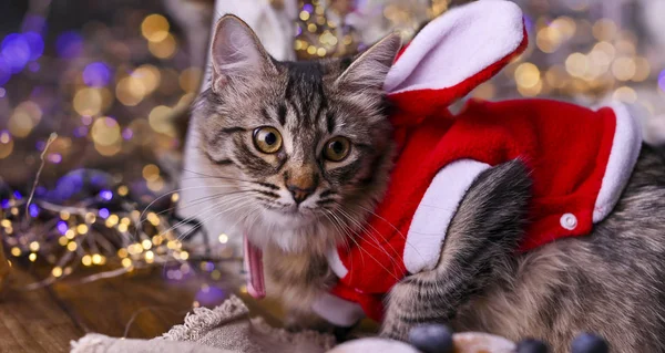 Gato bonito em roupas de Papai Noel. Fundo com bokeh, foto para cartão de Feliz Natal. Espaço de cópia — Fotografia de Stock
