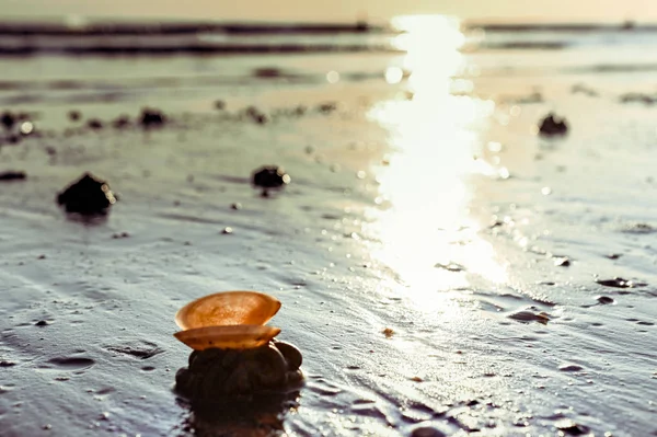 日落在海滩上。金光闪闪的彩色照片。大海和沙滩,沙滩上布满了贝壳.文件的自由篇幅. — 图库照片