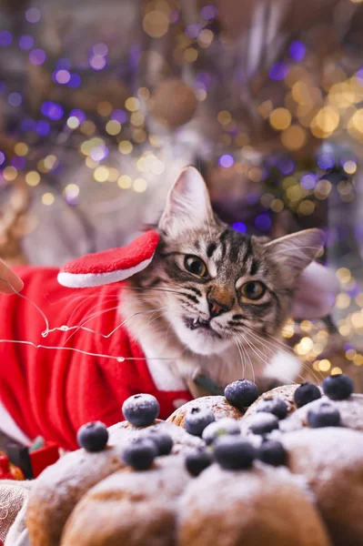 Gato bonito em roupas de Papai Noel. Fundo com bokeh, foto para cartão de Feliz Natal. Espaço de cópia — Fotografia de Stock