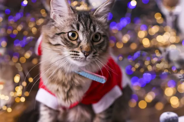 Gato bonito em roupas de Papai Noel. Fundo com bokeh, foto para cartão de Feliz Natal. Espaço de cópia — Fotografia de Stock