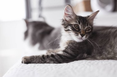 İki gri kedi beyaz bir yatakta oturuyor. Evcil hayvanlar dostluktur. Yukarıdan bak. Metin için boş alan.