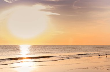 Sahilde gün batımı. Altın röfleli renkli fotoğraf. Deniz ve kumlu sahil. Banner, uzun format. Metin için boş alan.