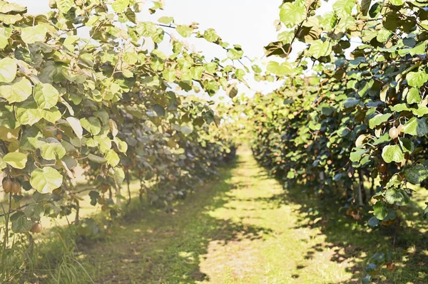 Kiwi na kiwi strom plantáže s obrovskými shluky ovoce. Zahrada se stromy a organickým ovocem. Sluneční světlo a pohyb listů. — Stock fotografie