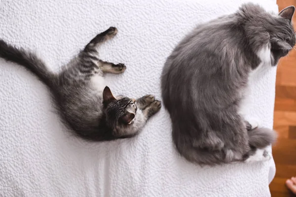 Dois gatos cinzentos dormem numa cama branca. Amizade de animais de estimação. Vista de cima. Espaço livre para texto. — Fotografia de Stock