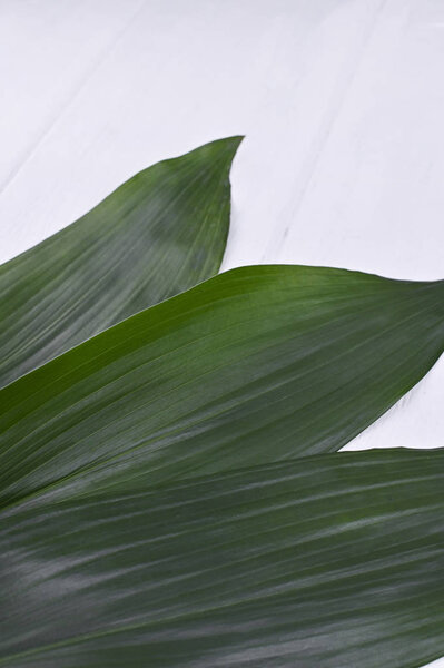Coconut leaves on a white background. Free space for text. Copy space