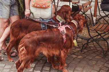 Şehirde sahipleriyle birlikte tasmalı köpek avlıyorlar. İki köpekli bir aile. Sokak fotoğrafı.
