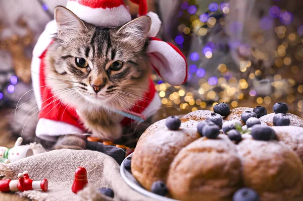 Um gato lindo com um chapéu de Pai Natal. Fundo com bokeh, foto para cartão de Feliz Natal. Espaço de cópia — Fotografia de Stock