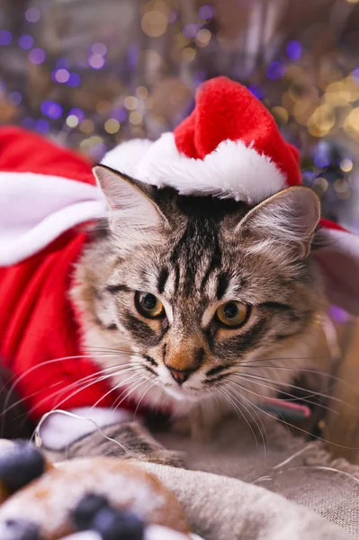 Um gato lindo com um chapéu de Pai Natal. Fundo com bokeh, foto para cartão de Feliz Natal. Espaço de cópia — Fotografia de Stock