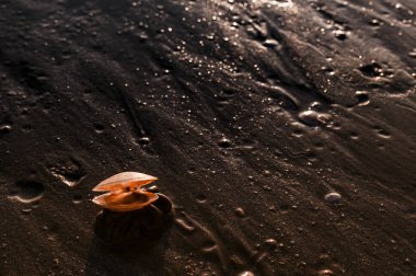 Sahilde gün batımı. Altın röfleli renkli fotoğraf. Kumsalda deniz ve kumlu deniz kabukları var. Metin için boş alan.