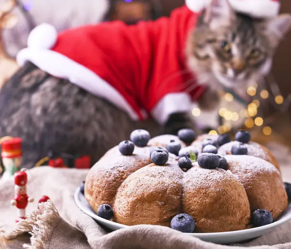 Festtagstorte und wunderschöne Katze in Weihnachtsmannkleidung. Hintergrund mit Bokeh für Weihnachtskarte. Kopierraum. — Stockfoto