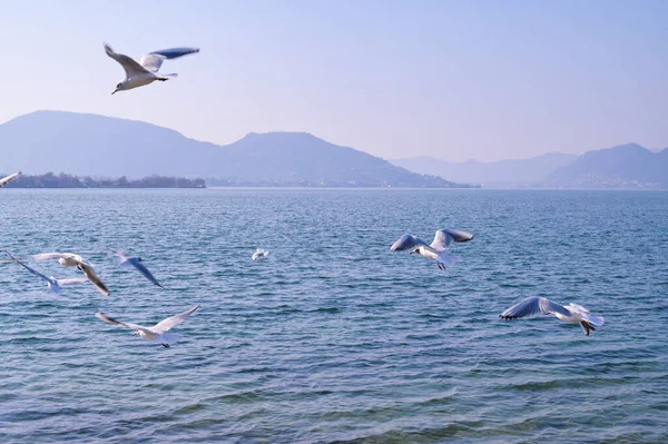 Fiskmåsar svävar över sjön och bergen vid horisonten. Vacker natur och fåglar. Kopiera utrymme — Stockfoto