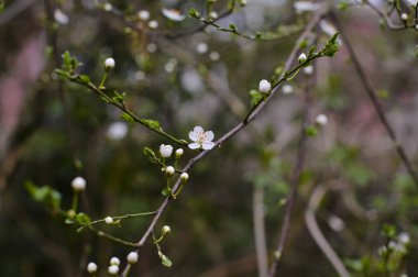 Beyaz çiçekli, çiçek açan bir ağacın dalı. Bahar doğası. İlk filizler. Tomurcuklar. Boşluğu kopyala