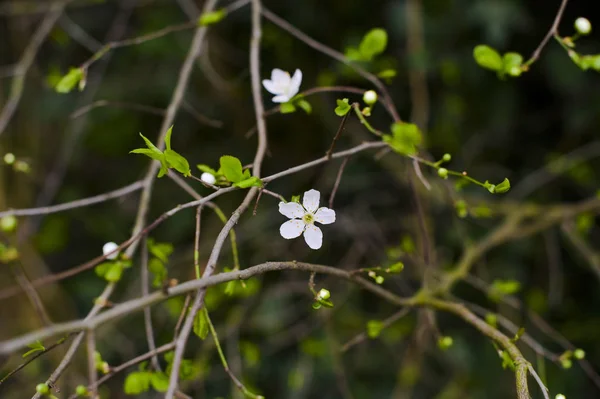 Une branche d'un arbre en fleurs, avec des fleurs blanches. La nature printanière. Premiers germes. Espace de copie — Photo