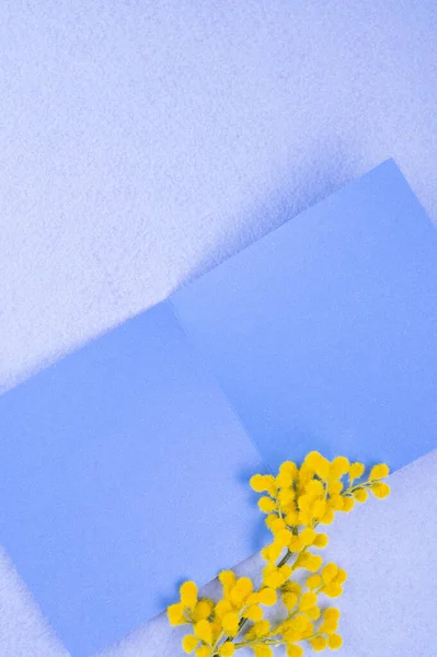 Μιμόζα Μπραντς σε μπλε φόντο. Εικόνα για δωροκάρτα, ελεύθερος χώρος για κείμενο. Κάθετα. Αντιγραφή χώρου — Φωτογραφία Αρχείου