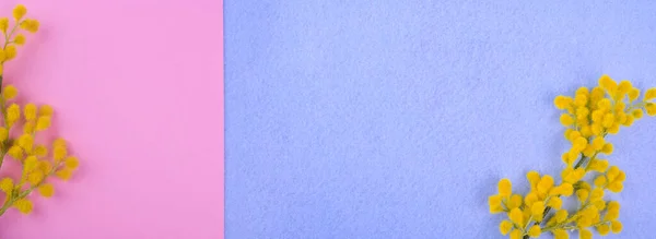 Mimosa-Zweig auf blauem Hintergrund. Bild für eine Geschenkkarte, freier Platz für Text. Banner, Langformat. Kopierraum — Stockfoto