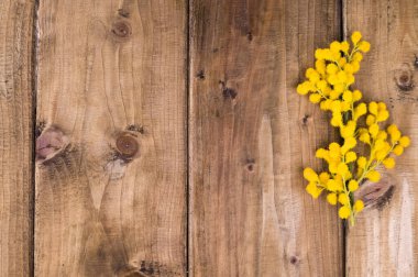 Ahşap bir arka planda Mimosa dalı. Hediye kartı için resim, mesaj için boş yer. Boşluğu kopyala