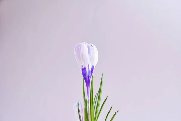 Gri arka planda Bud Crocus Vernus. Fotoğraf minimalizm tarzında. Metin için boş alan. Bahar çiçekleri. Boşluğu kopyala — Stok fotoğraf