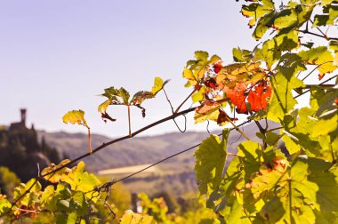 Gün batımında tepede bir üzüm bağı ufukta bir kale görünüyor. İtalya 'da seyahat. Yakından çekiliyor. Boşluğu kopyala