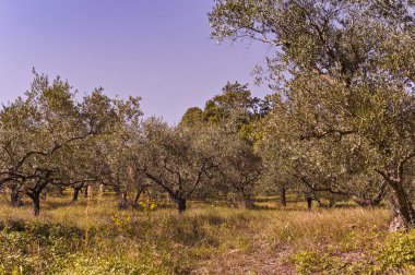 Zeytin ağaçlarının manzarası. Çerçevede güneş ışınları ve mavi gökyüzü. Boşluğu kopyala