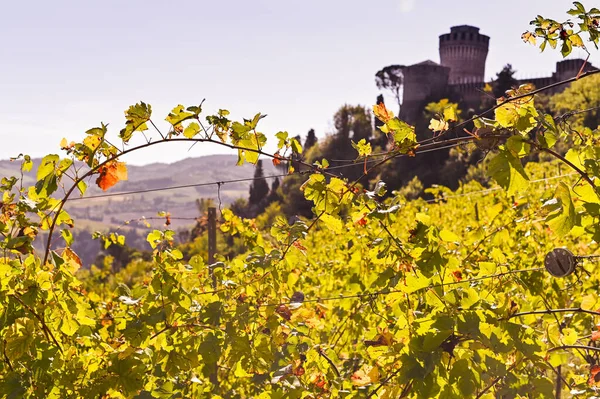 Uma vinha ao pôr-do-sol em uma colina, um castelo é visível no horizonte. Viajar pela Itália. Espaço de cópia — Fotografia de Stock