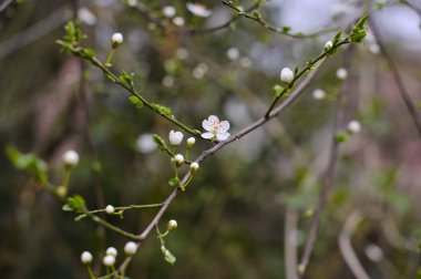 Bahçede açan ağaçlar. Ağaçlarda küçük beyaz çiçekler. Bahar. Uzayı kopyala Selektivnyy fokus, boke 