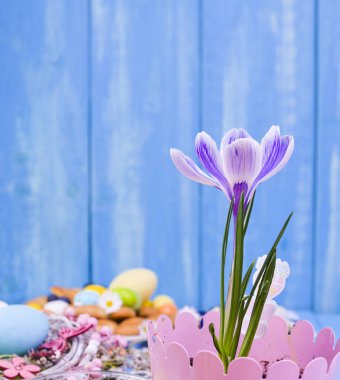 Mavi arka planda pembe bir tencerede Crocus vernus. Uzayı kopyala, düz yat