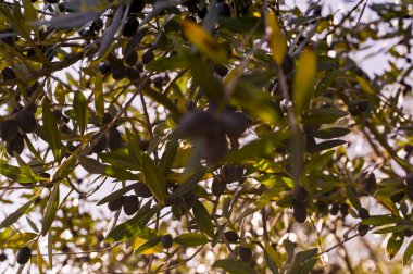 Bahçedeki dallarda zeytinler. Yaprakların arasından gün ışığı. Güneşli İtalyan bahçeleri. Çerçeveye seçici odaklanma. Dallar bulanık. Yumuşak odaklanma. Boşluğu kopyala