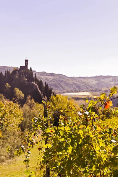 Uma vinha ao pôr-do-sol em uma colina, um castelo é visível no horizonte. Viajar pela Itália. Foto vertical. Espaço de cópia — Fotografia de Stock