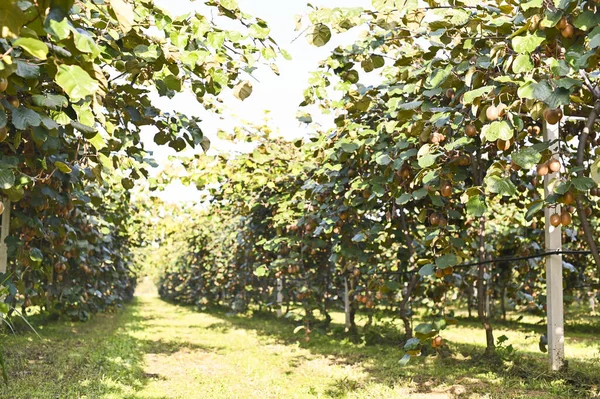 Kiwi su una piantagione di kiwi con grappoli enormi di frutta. Giardino con alberi e frutta biologica. Luce solare e movimento foglia. Focus morbido, bagliore di sole nella cornice. — Foto Stock