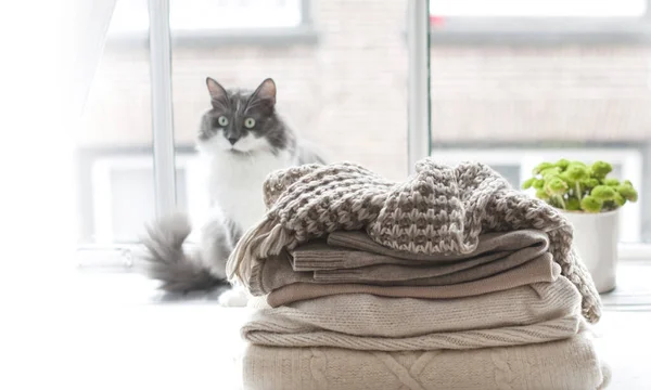 Pilha Camisolas Malha Aconchegante Perto Janela Grande Fundo Senta Gato — Fotografia de Stock