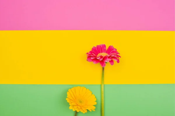 Ζέρμπερα Λουλούδια Ένα Πολύχρωμο Φόντο Minimalism Concept Pop Art Style — Φωτογραφία Αρχείου