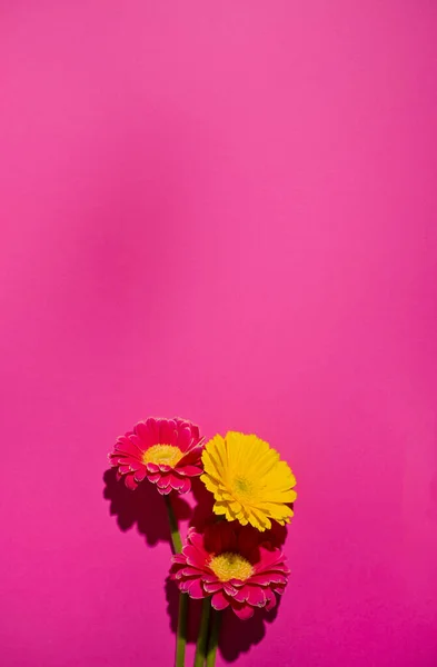 Gerbera. Flowers on a pink background. Minimalism concept in pop art style, poster with free space for text. Creative background. Copy space.