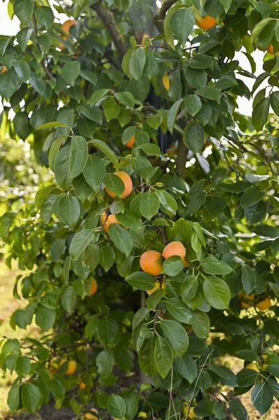 Persimmon Árvores Com Monte Persimmons Ramos Árvore Caiu Chão Jardim — Fotografia de Stock