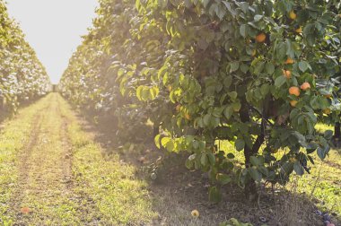 Ağaç dallarında bir sürü hurma olan ve yere düşen hurma ağaçları. Ürünleri olan bir bahçe. Uzayı kopyala Yumuşak odaklı, çerçevede güneş parıldıyor.