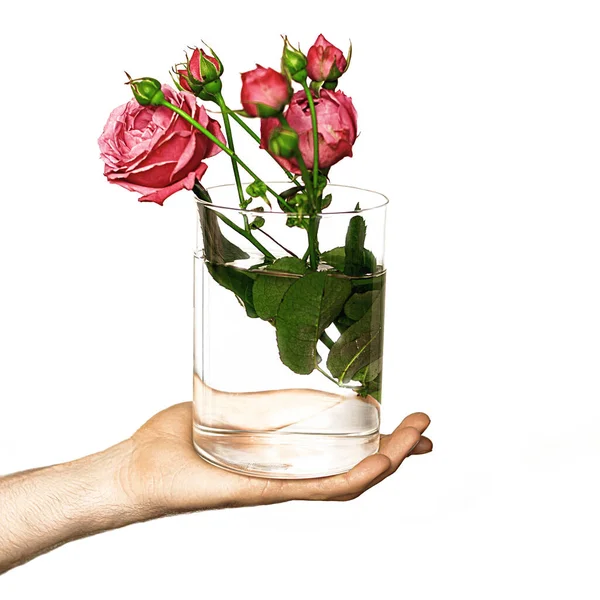 Beautiful peony flowers in a vase with water holding in a male hands on white isolated font background