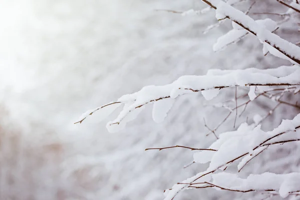 Fundo de inverno de ramificações árvore sob a neve em um dia frio . — Fotografia de Stock