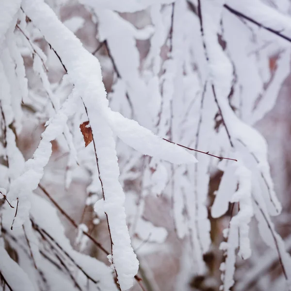 Sfondo invernale di rami albero sotto la neve in una giornata fredda . — Foto Stock