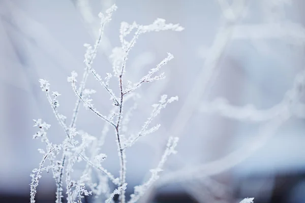 Sfondo natura invernale. paesaggio. Scena. Fiore congelato . — Foto Stock