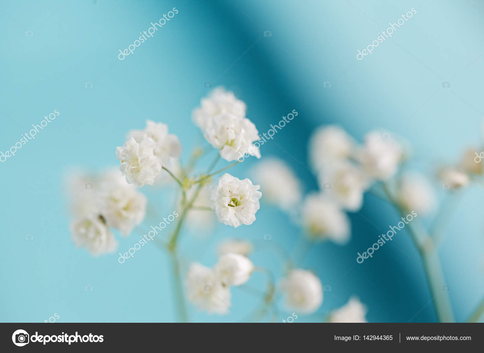 Blanc Petit Gypsophile De Fleurs Sur Fond Bleu
