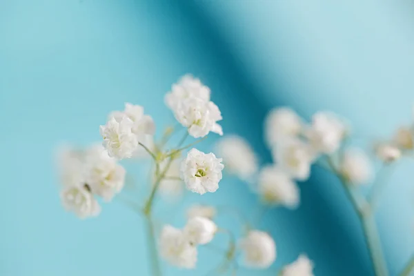 Bílá malá gypsophila květin na modrém pozadí — Stock fotografie