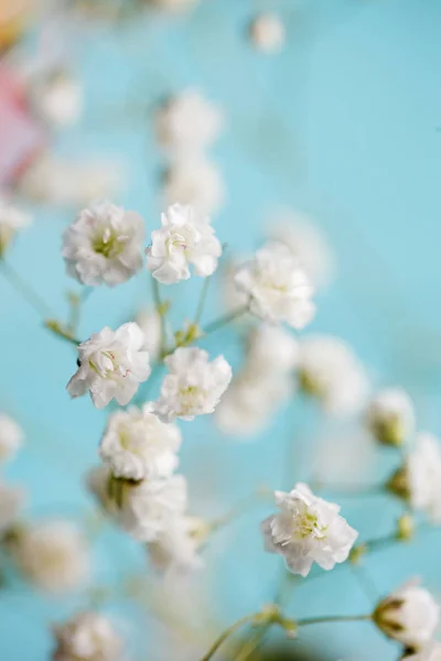 Petites fleurs blanches gypsophila sur fond bleu — Photo