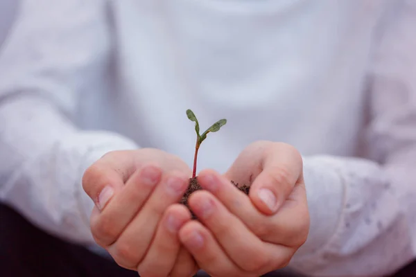Niño sosteniendo brote nuevo en las manos. Símbolo del nuevo concepto de vida y ecología . — Foto de Stock