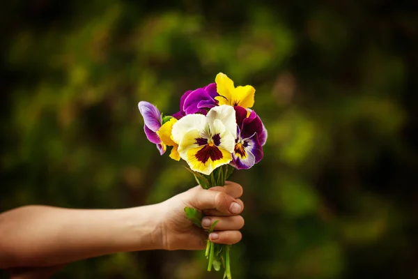 Bambino mano che tiene un mazzo di fiori viole del pensiero. Focus per fiori — Foto Stock