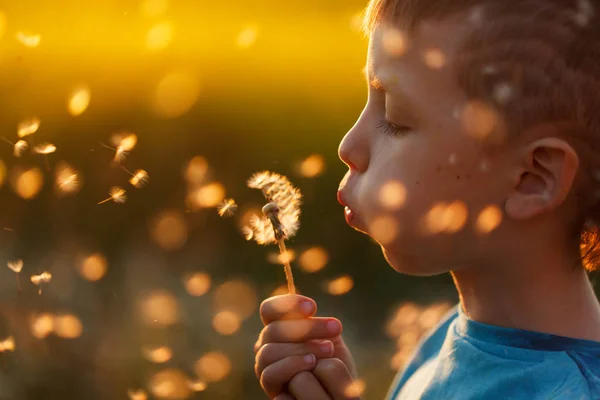 Cute little boy blows a dandelion on the summer sunset — Stock Photo, Image