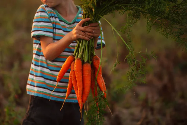 Маленький мальчик с морковкой в руках. Крупный план . — стоковое фото